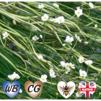 Water Crowsfoot (Ranunculus aquatilis) - Bunch