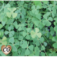 Water Shamrock (Marsilea quadrifolia) - 9cm