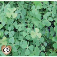 Marsilea quadrifolia - 9cm