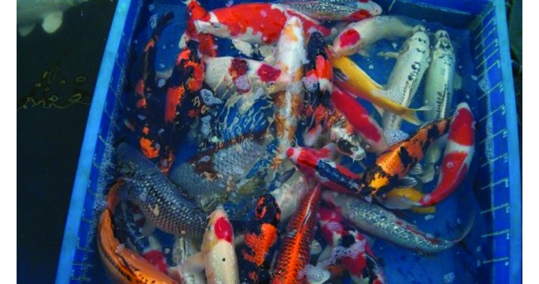 Hand Picked Koi Trip 2019