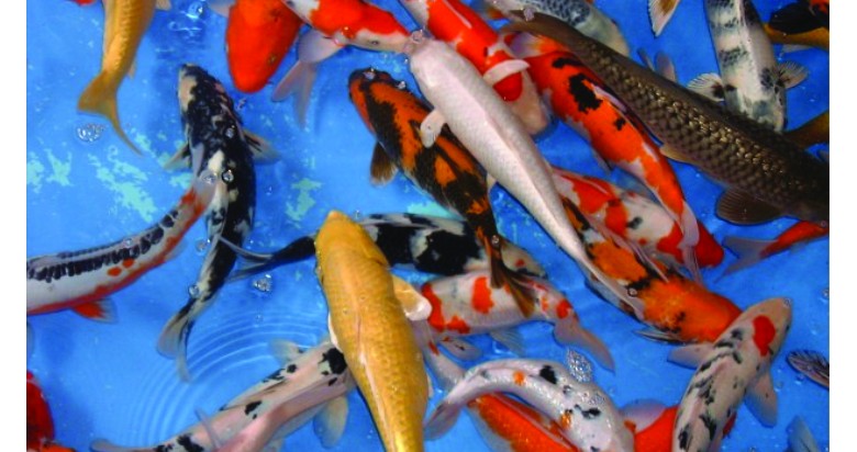 Fish Sales Clarification - Covid-19 Fish Sales Clarification - Covid-19