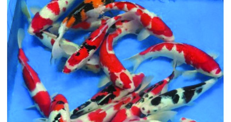 Hand Picked Koi Trip 2020