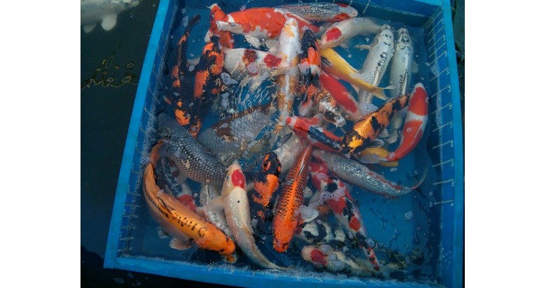 Hand Picked Koi Trip 2019 Hand Picked Koi Trip 2019